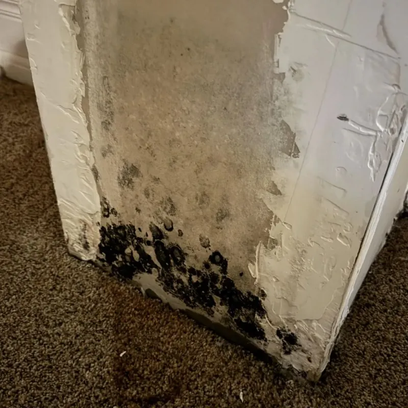 Professional Mold Removal in Sans Souci, SC